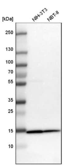 TOMM20 Antibody, Novus Biologicals 0.1mL; Unlabeled:Anticorps, Polyclonal